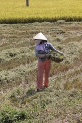 03-Woman in harvested rice field